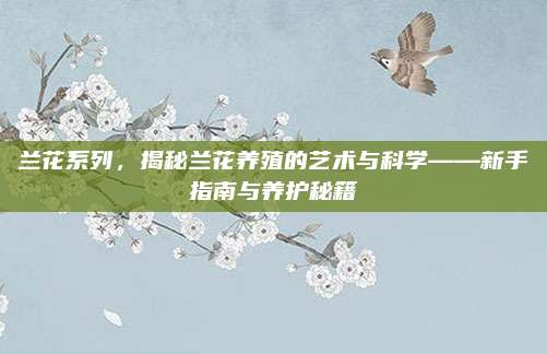 兰花系列，揭秘兰花养殖的艺术与科学——新手指南与养护秘籍