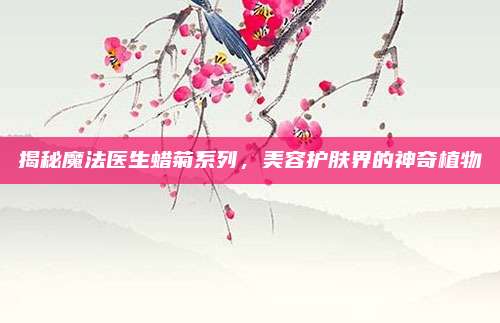 揭秘魔法医生蜡菊系列，美容护肤界的神奇植物