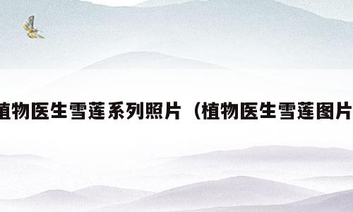 植物医生雪莲系列照片（植物医生雪莲图片）